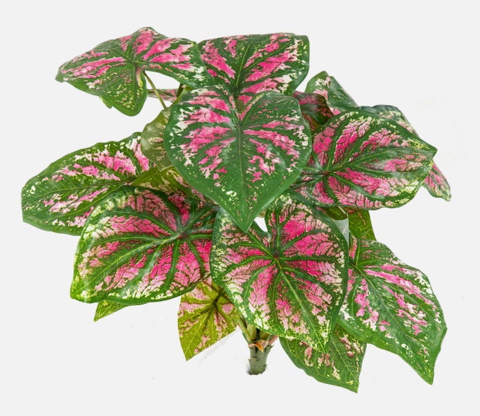 Künstliche Buntwurz Caladium mit herzförmigen grünen Blättern und rosa-weißer Musterung.