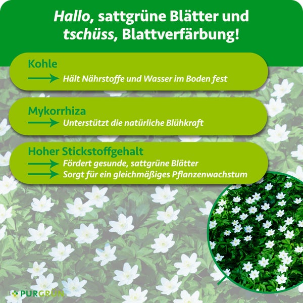 Infografik zu Pflanzendünger-Vorteilen: Kohle speichert Nährstoffe, Mykorrhiza stärkt Blühkraft, hoher Stickstoff für Blattgrün und Wachstum. Purgrün Logo.