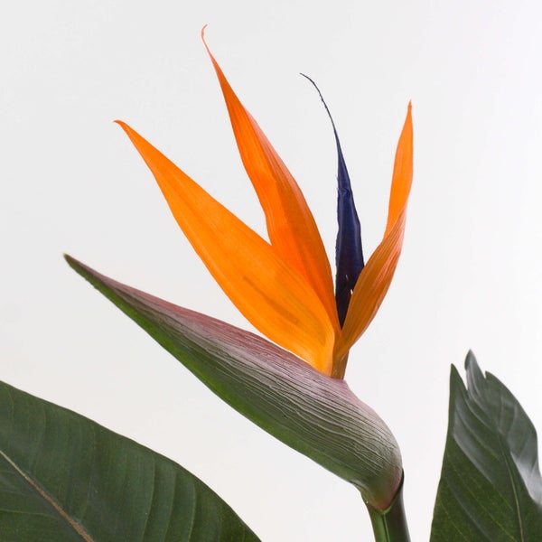 Blühende Strelitzia reginae Paradiesvogelblume mit orangefarbenen und blauen Blütenblättern und grünen Blättern.