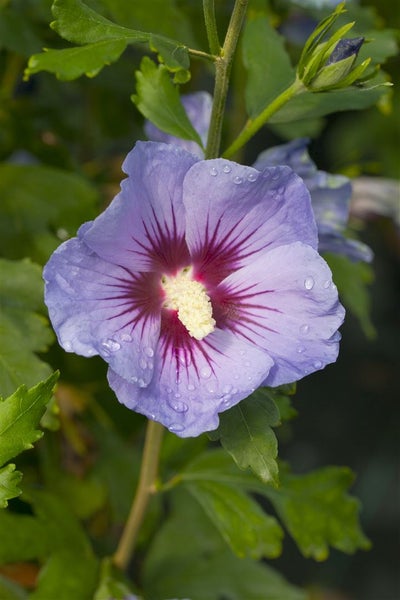Hibiscus syriacus 'Marina', Gartenhibiskus, blau, 80–100 cm