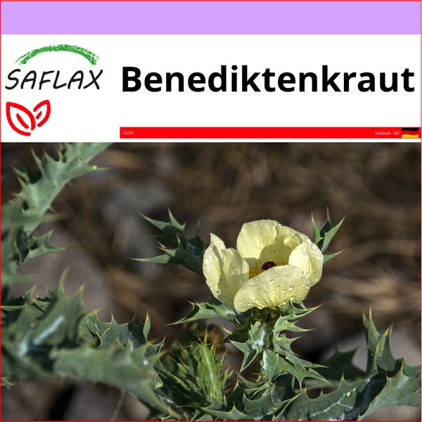 SAFLAX  - Benediktenkraut - Cnicus benedictus - 50 Samen