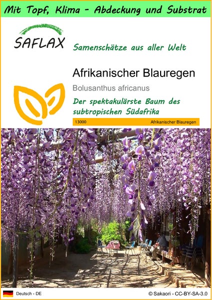 SAFLAX Garden to go - Afrikanischer Blauregen - Bolusanthus africanus - 15 Samen - Mit Topf, Klima - Deckel und Anzuchtsubstrat