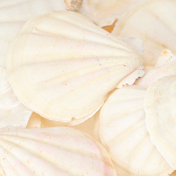Naturbelassene Dekomuscheln in Fächerform für Bastelarbeiten und Dekorationen.