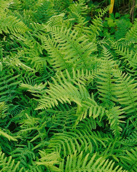 Nahaufnahme von Farnblättern