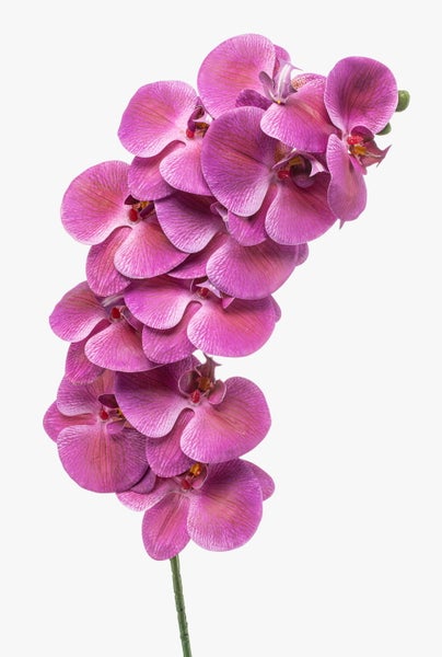Phalaenopsis Orchidee mit lilafarbenen Blüten und feiner Äderung.