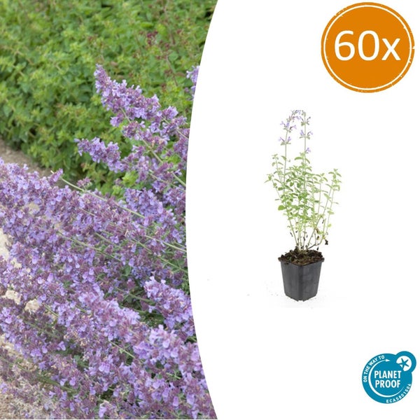 60 Katzenminze Nepeta Pflanzen mit violetten Blüten im Topf inklusive On the way to Planet Proof Siegel.