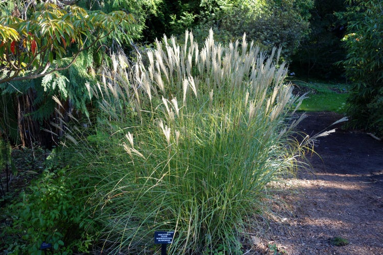 SAFLAX  - Chinaschilf - Miscanthus sinensis - 200 Samen