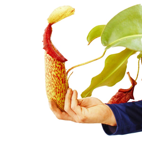 Nepenthes maxima - Riesen-Kannenpflanze - Ampel
