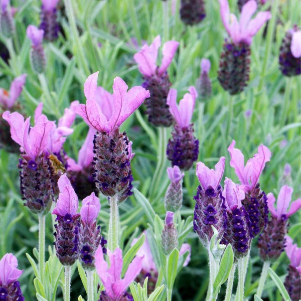 Schopflavendel Lavandula stoechas mit violetten Hochblättern und grünen Blättern