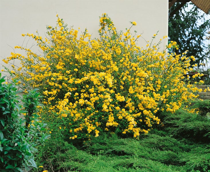 Gelb blühender Zierstrauch im Garten