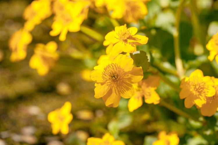 Caltha palustris, Sumpfdotterblume, leuchtend gelb, ca. 9x9 cm Topf