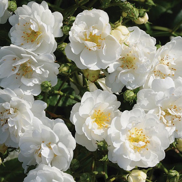 Nahaufnahme von weissen Kletterrosenblüten