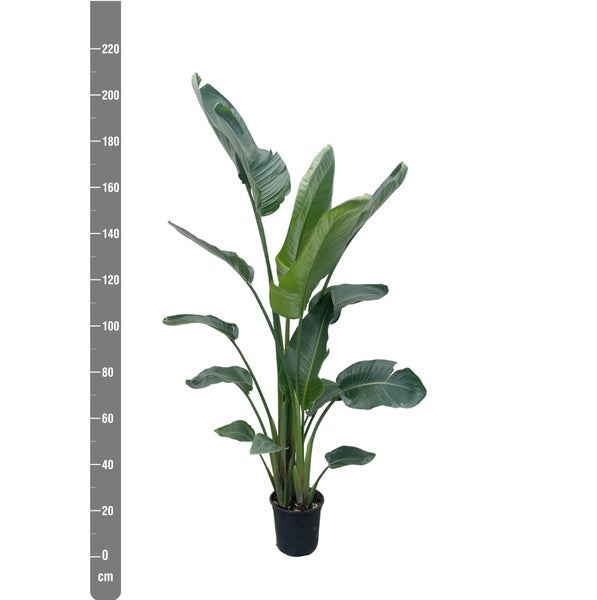 Paradiesvogelblume Nicolai XXL - 190 - 225 cm - ø27-ø30