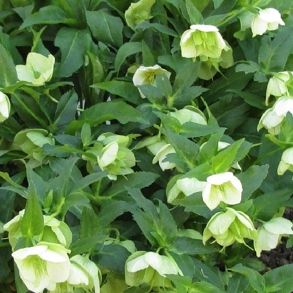 Nahaufnahme einer Lenzrose mit grünen Blättern und weißen Blüten