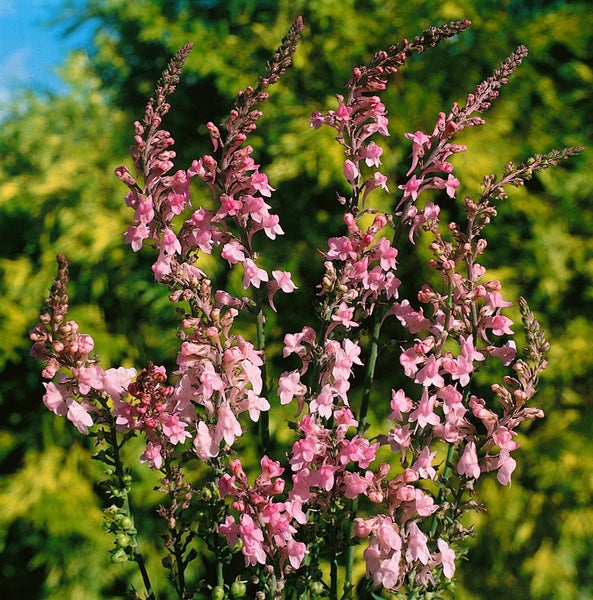 Linaria purpurea, Purpur-Leinkraut, ca. 9x9 cm Topf, zierlich