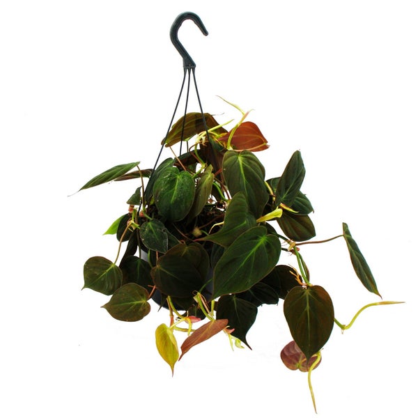Philodendron micans - Dunkler Kletternder Baumfreund - dunkle Blätter - 15cm Ampeltopf