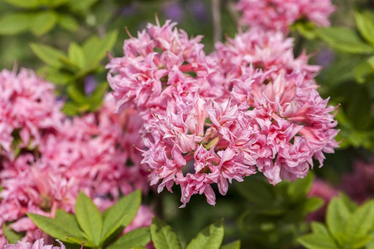 Rhododendron luteum 'Homebush', rosa Blüten, 40–50 cm
