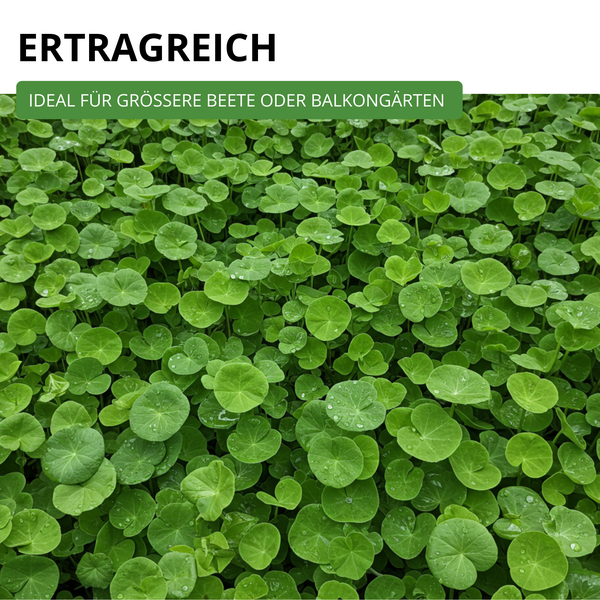 Dichter Bewuchs von Kapuzinerkresse mit runden Blättern. Text: Ertragreich, ideal für größere Beete oder Balkongärten.