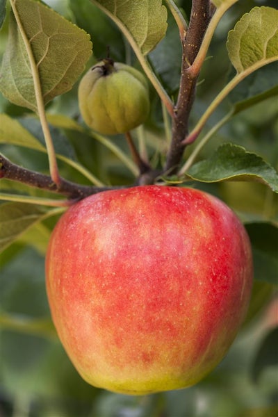 Apfelsaft in Glaskaraffe mit Äpfeln und Pflanzen auf Tablett