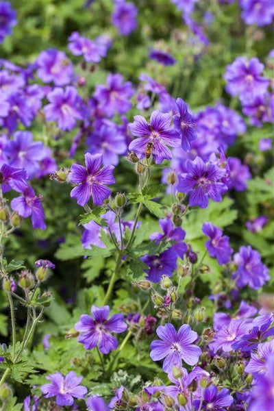 Geranium x magnificum 'Anemoniflorum', Storchschnabel, ca. 9x9 cm Topf