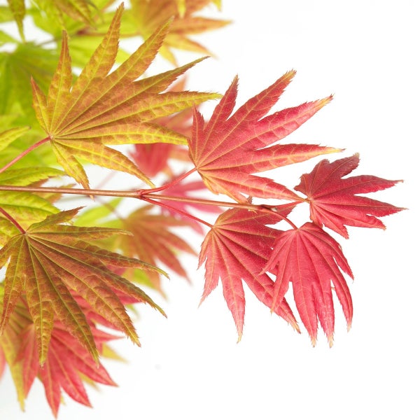 Bloomique - 2er Set - Acer Shirasawanum Moonrise - Fächerahorn auf Stamm - Gartenpflanzen - Baum - winterhart - 80-100cm hoch - Topf 19cm