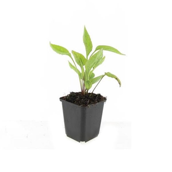 Zierstaude - Sonnenhut - Echinacea purpurea 'White Swan' - 9cm Topf - Set mit 12 Pflanzen