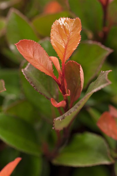 Photinia fraseri 'Little Red Robin', Glanzmispel, rot, 20–30 cm