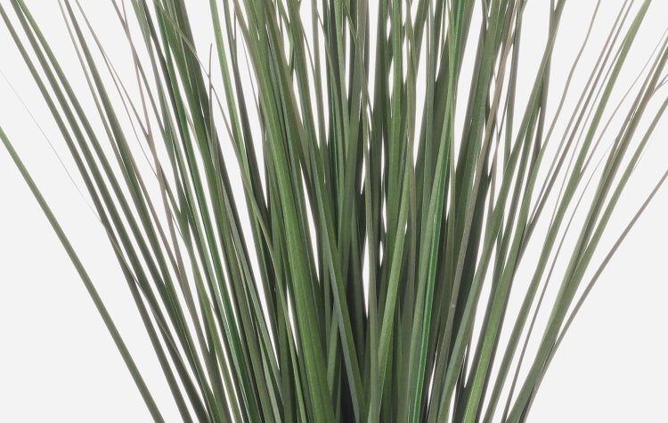 Nahaufnahme von feinen, langen Grashalmen eines Ziergrases.