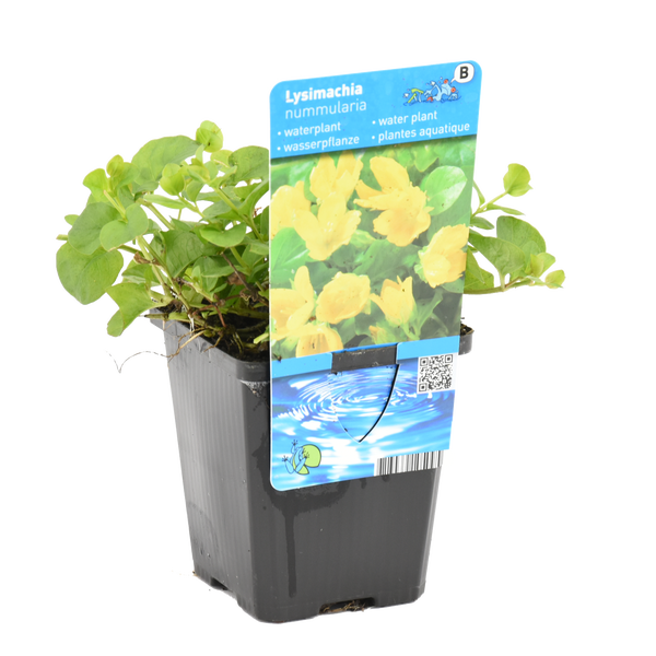 Wasserpflanze Lysimachia nummularia Pfennigkraut im Pflanztopf mit Etikett