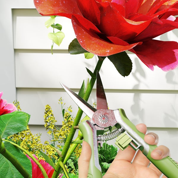 Eine Hand benutzt eine Gartenschere, um eine rote Rose zu schneiden.