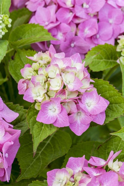 Hydrangea macrophylla 'Bela Rosa', rosa, 30–40 cm