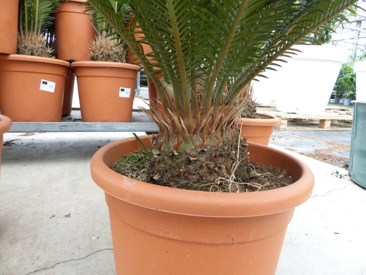 Cycas revoluta Palmfarn in einem terracottafarbenen Kunststofftopf, Zimmerpflanze mit grünen fächerförmigen Blättern.