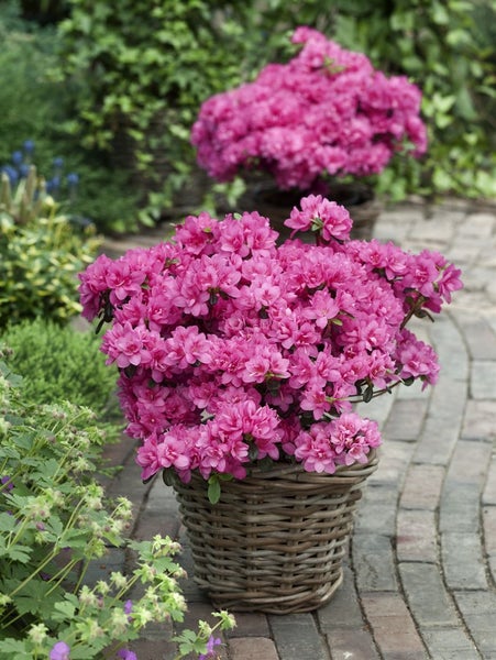 Azaleenbusch in einem Weidenkorb im Garten