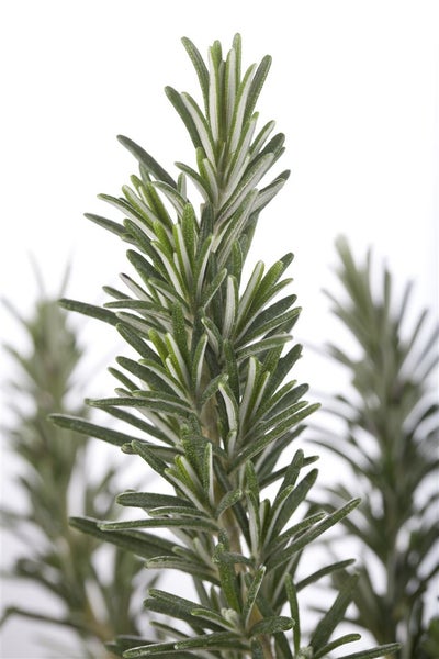 Rosmarinus officinalis, Rosmarin, aromatisch, ca. 9x9 cm Topf