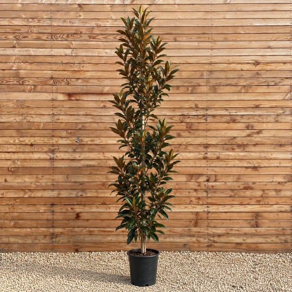 Säulenmagnolie in einem schwarzen Pflanztopf vor einer hölzernen Wand