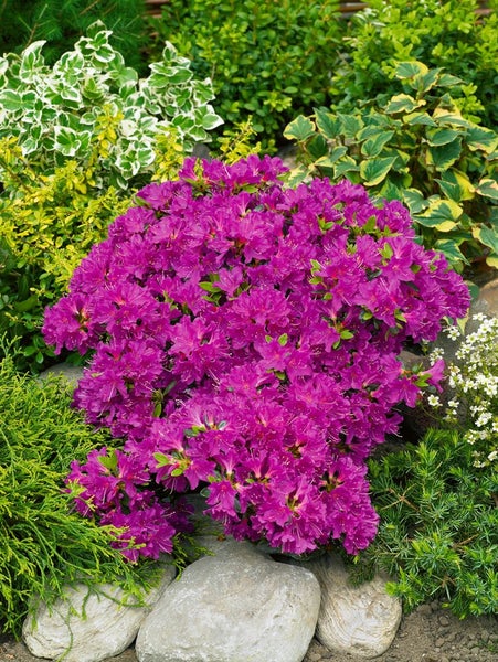 Rhododendron obtusum 'Purpurtraum', Azalee, purpur, 20–25 cm