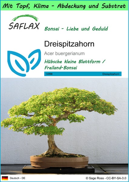 SAFLAX Garden to go - Dreispitzahorn - Acer buergerianum - 30 Samen - Mit Topf, Klima - Deckel und Anzuchtsubstrat
