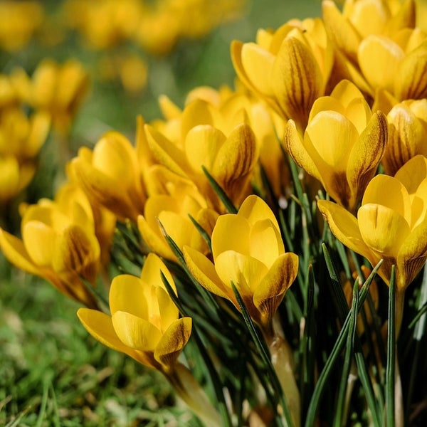 Nahaufnahme von gelben Krokussen im Garten