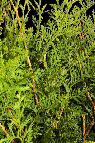 Thuja occidentalis 'Brabant', Lebensbaum, 175–200 cm