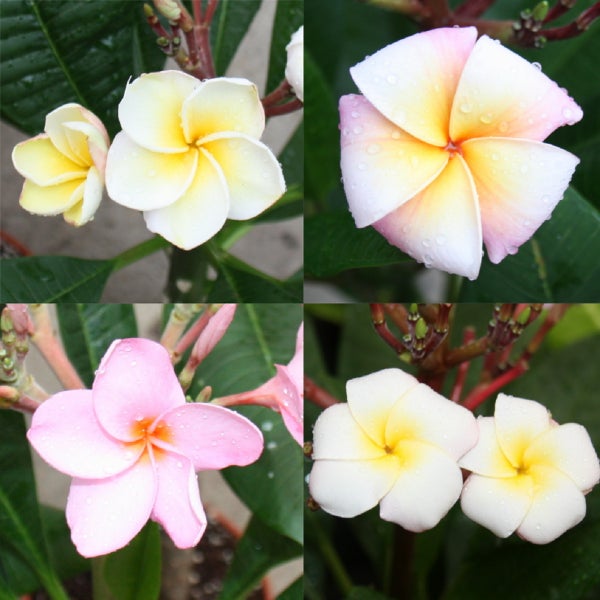 Hawaianischer Tempelbaum - Plumeria -  Überraschungsfarbe