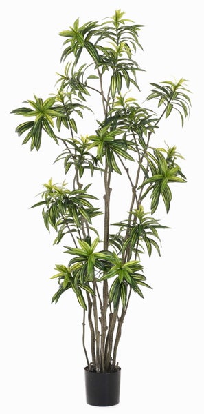 Zimmerpflanze Dracaena Reflexa Song of India mit gelb-grün gestreiften Blättern und verzweigten Stämmen.