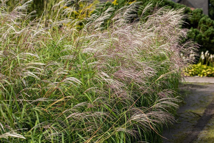 Miscanthus sinensis 'Silberfeder', Chinaschilf, 3-5 Liter Container