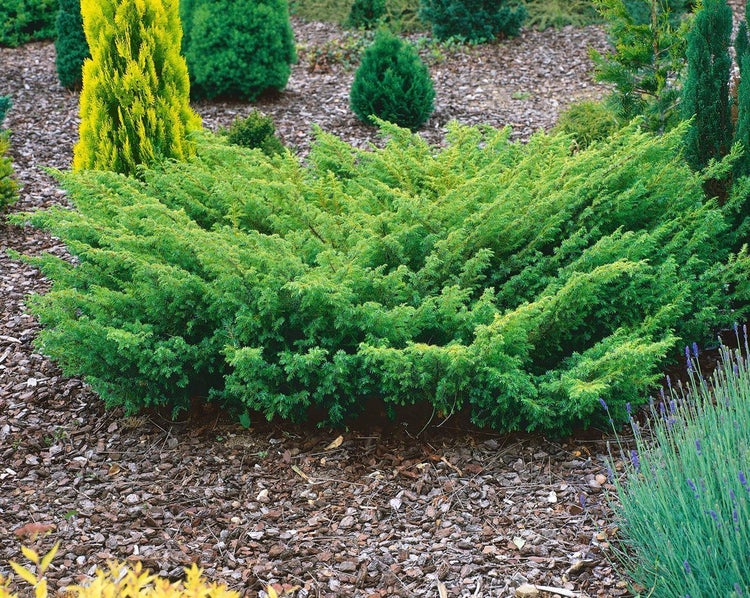 Juniperus communis, Wacholder, 40–60 cm
