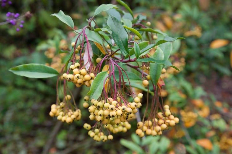 Nahaufnahme von Pyracantha mit Blättern und gelben Beeren