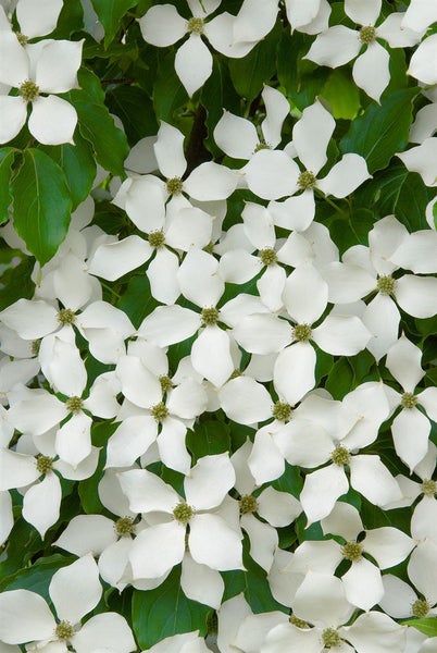 Nahaufnahme von blühendem Blumenhartriegel mit weißen Blütenblättern