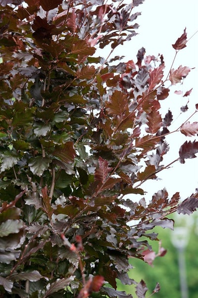 Fagus sylvatica 'Rohanii', Rotbuche, 60–80 cm