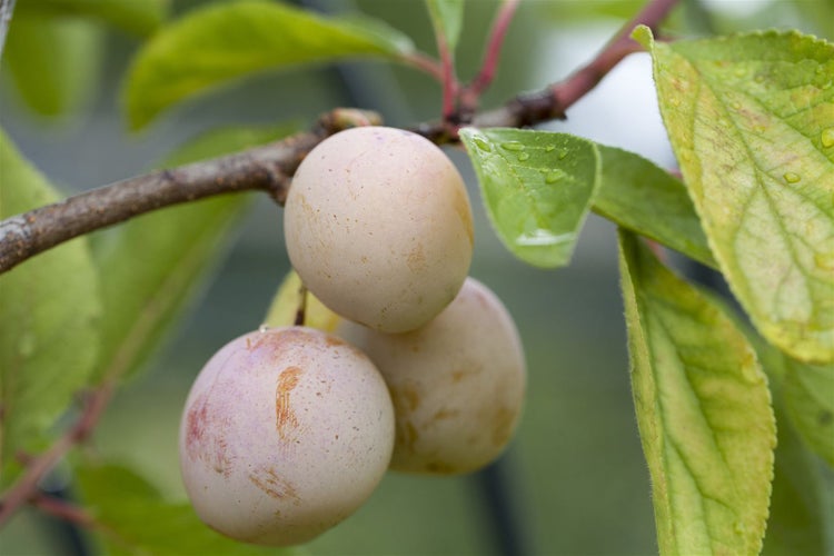 Prunus domestica 'Mirabelle von Nancy', gelb, 40 cm Stammhöhe