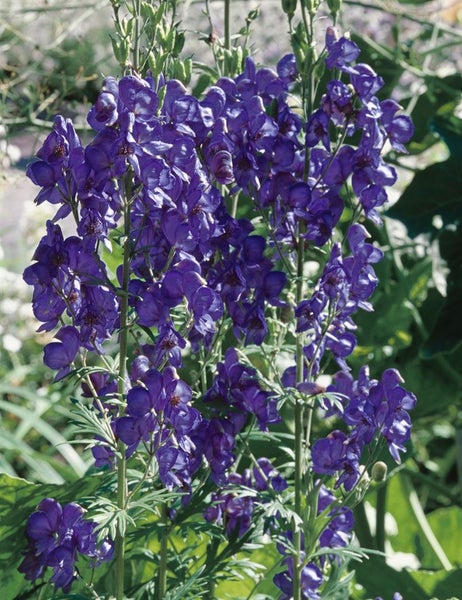 Aconitum henryi 'Spark', Eisenhut, blau, ca. 11x11 cm Topf