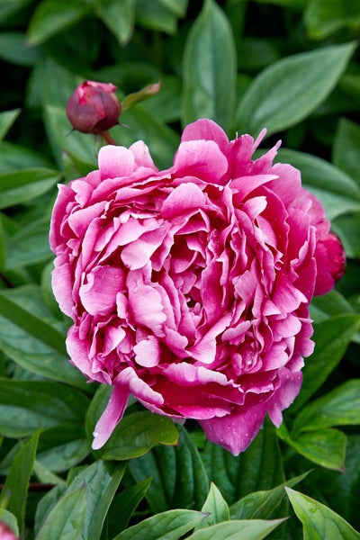 Paeonia 'Jadwiga', Pfingstrose, rosa, 2-3 Liter Container