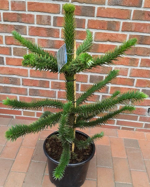 Araucaria araucana, Affenbaum, Andentanne, Höhe inkl. Topf: 100-110 cm